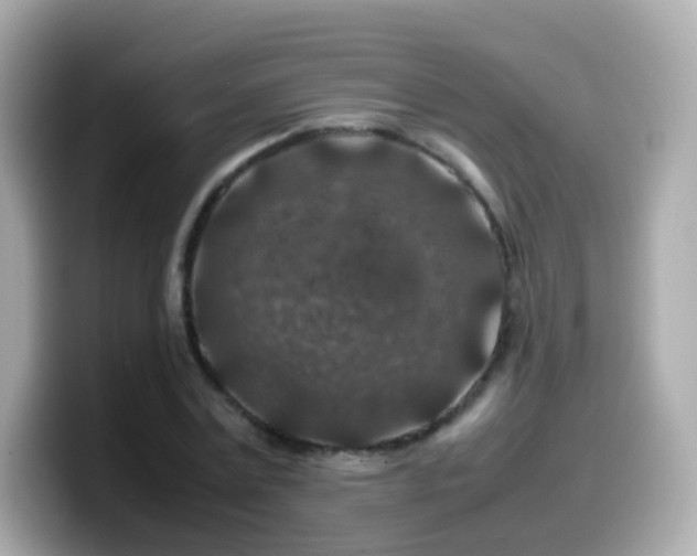 X0000099570779200805231530