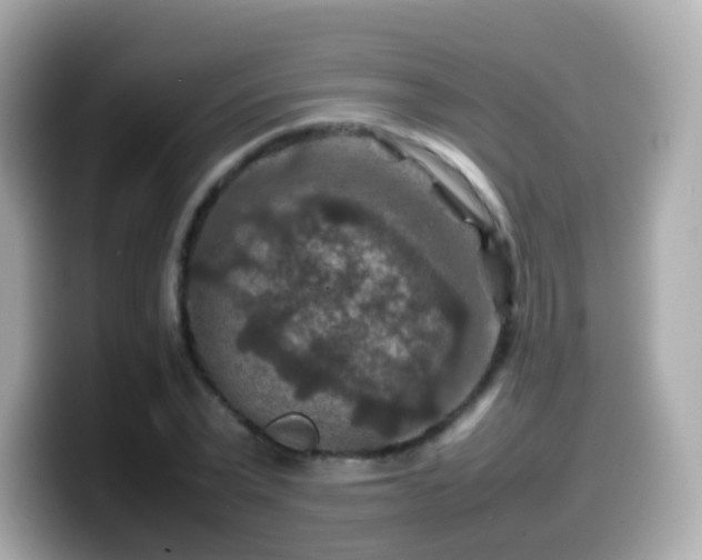 X0000099570783200805231530