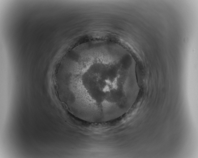 X0000099570817200805231529