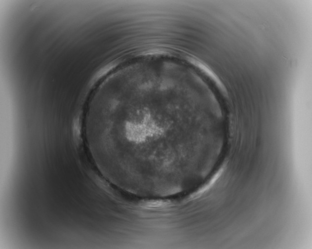 X0000099570826200805231530