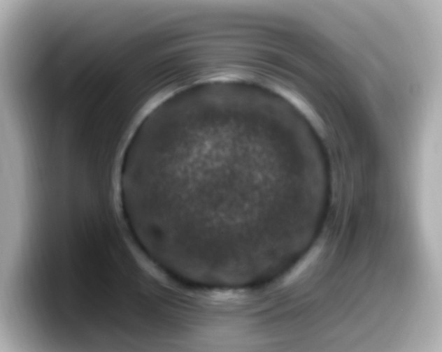 X0000099570850200805231530