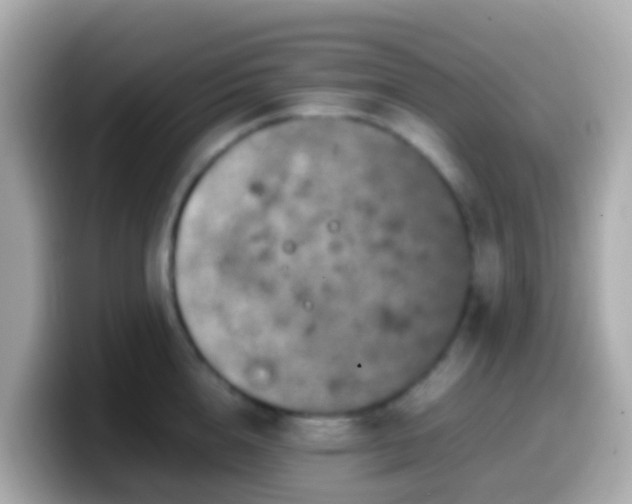 X0000099570856200805231530