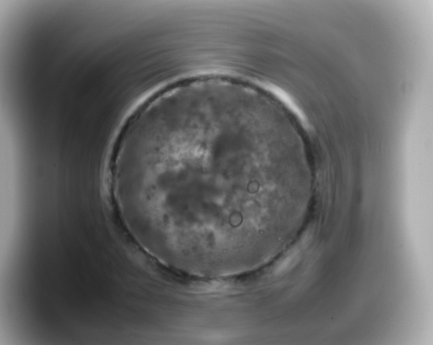 X0000099570879200805231529