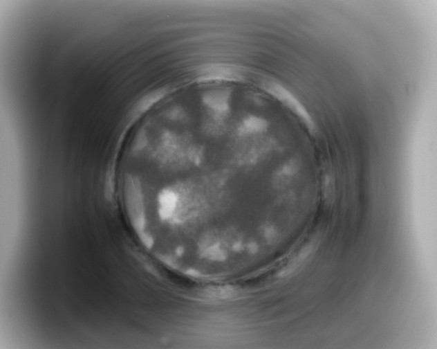 X0000099570882200805231529