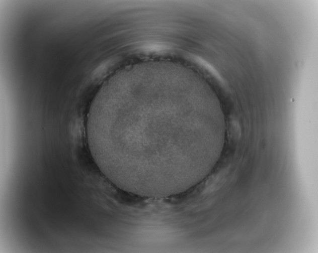 X0000099570918200805231528