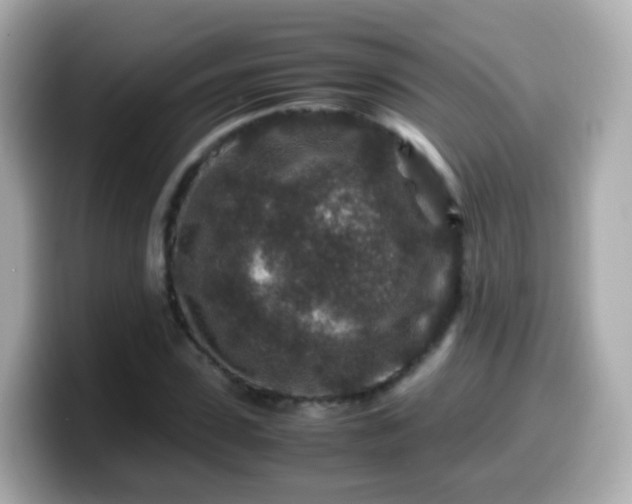 X0000099570923200805231528