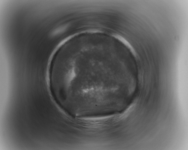 X0000099570935200805231528