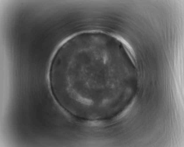 X0000099570943200805231529