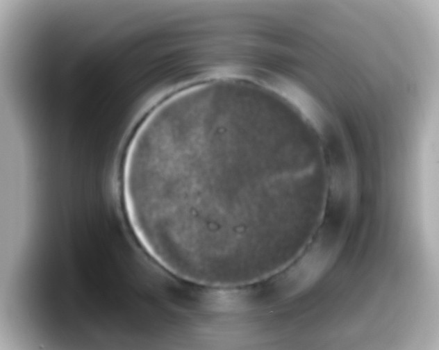 X0000099570950200805231529