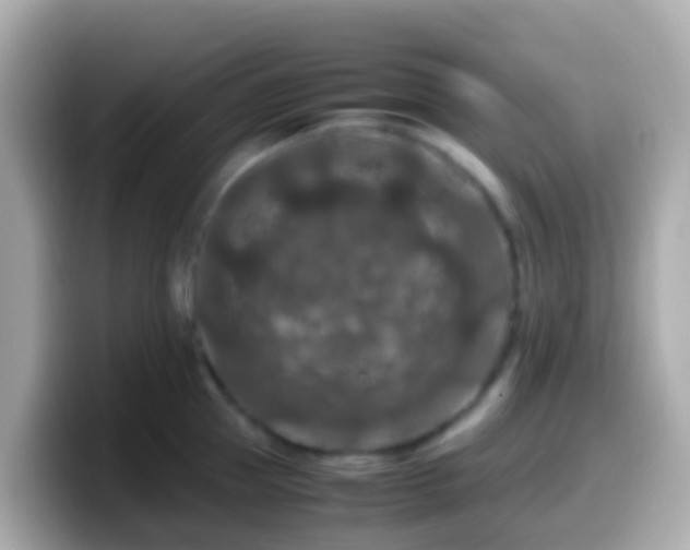 X0000099570953200805231529