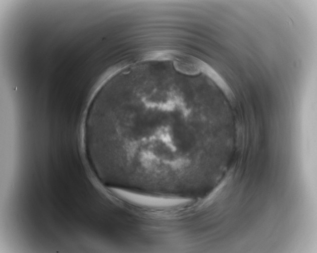 X0000099570994200805231528