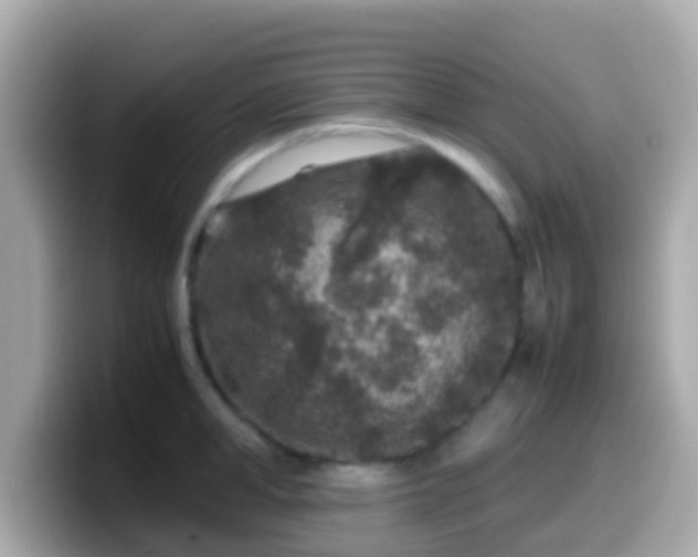 X0000099570998200805231528