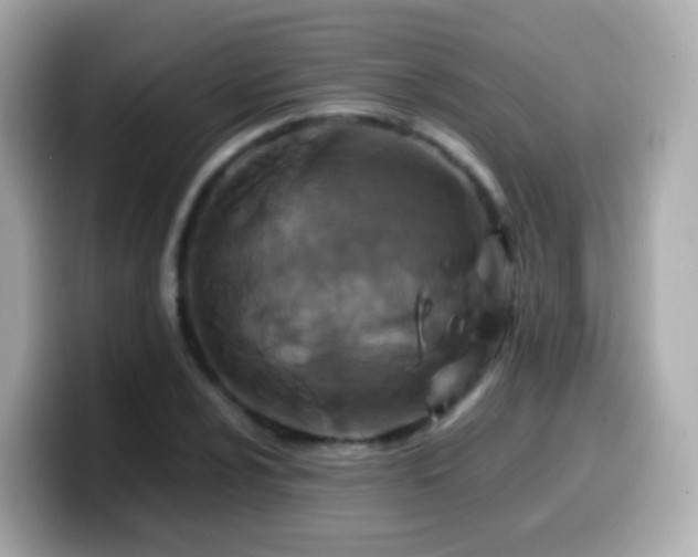 X0000099571024200805231527