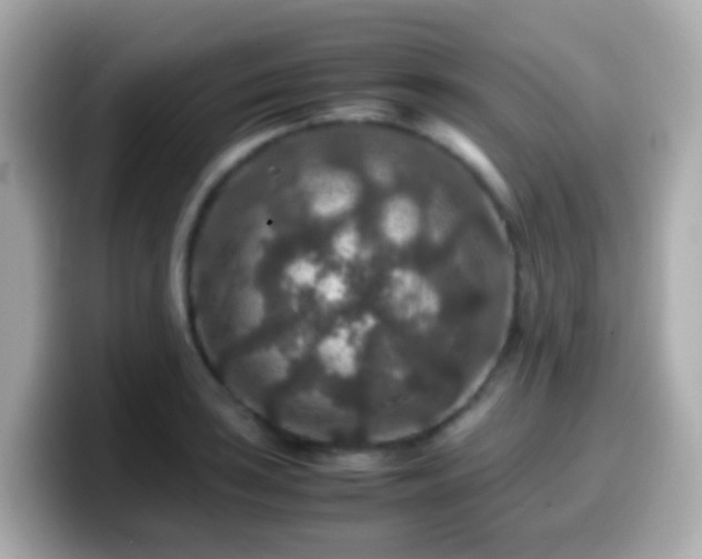 X0000099571035200805231527