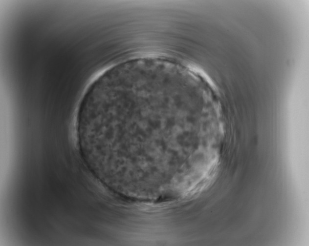 X0000099571071200805231527