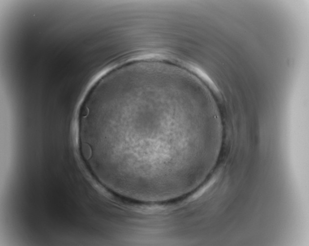 X0000099571079200805231527