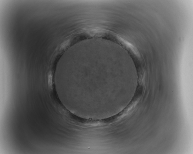 X0000099571108200805231526