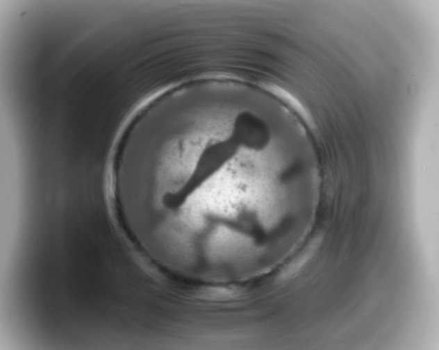 X0000099571125200805231526