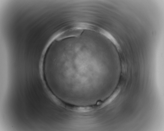 X0000099571138200805231526