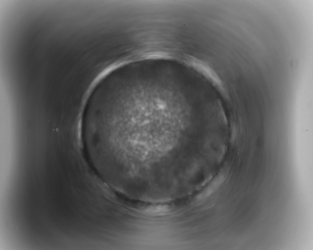 X0000099571174200805231526