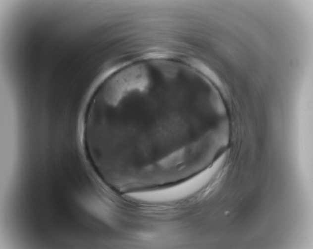 X0000099571179200805231526