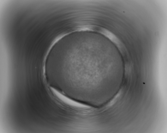 X0000099571234200805231525