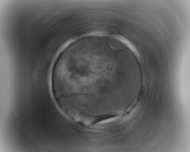 X0000099571237200805231525