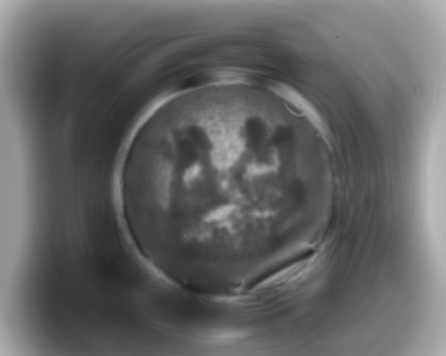 X0000099571243200805231525