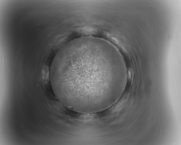 X0000099571251200805231525