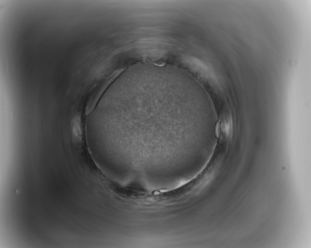 X0000099571252200805231525