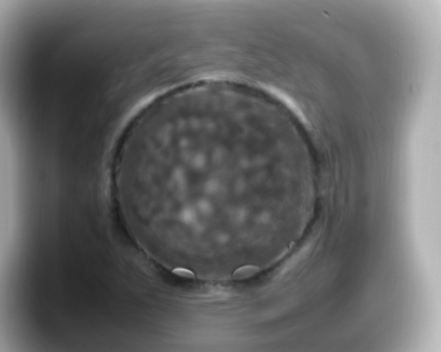 X0000099571263200805231525