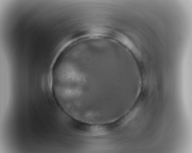 X0000099571275200805231524