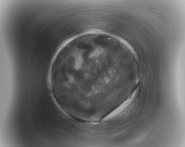 X0000099571295200805231524