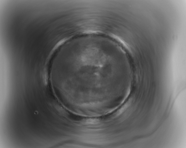 X0000099571306200805231524