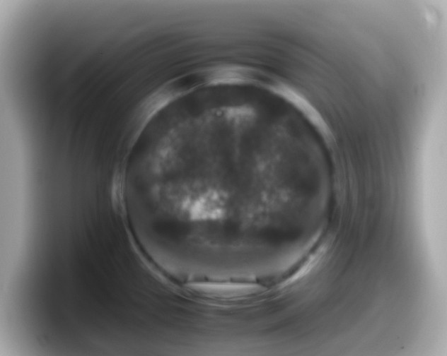 X0000099571337200805231524