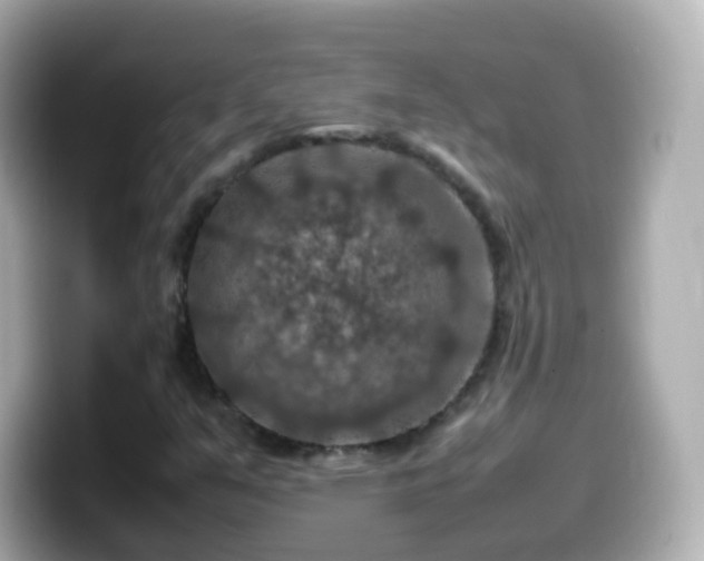 X0000099571351200805231523