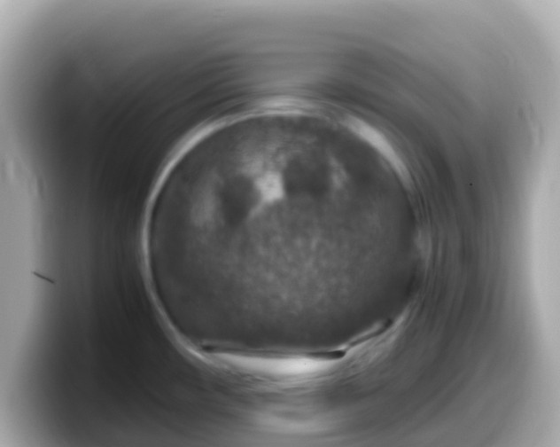 X0000099571482200805231522