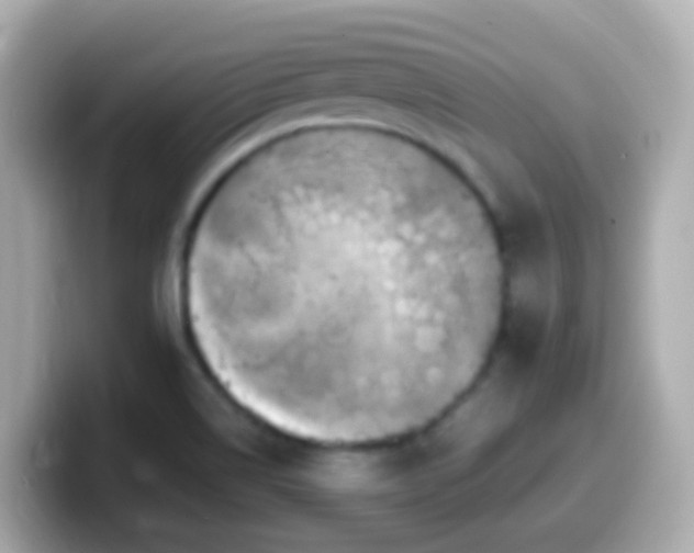 X0000099571514200805231521