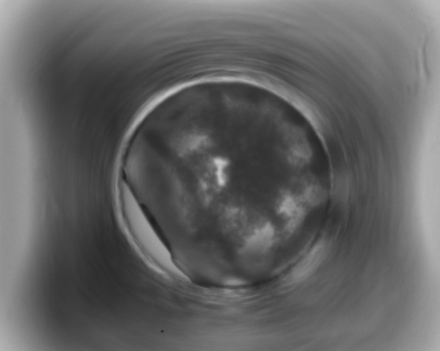 X0000099571533200805231522