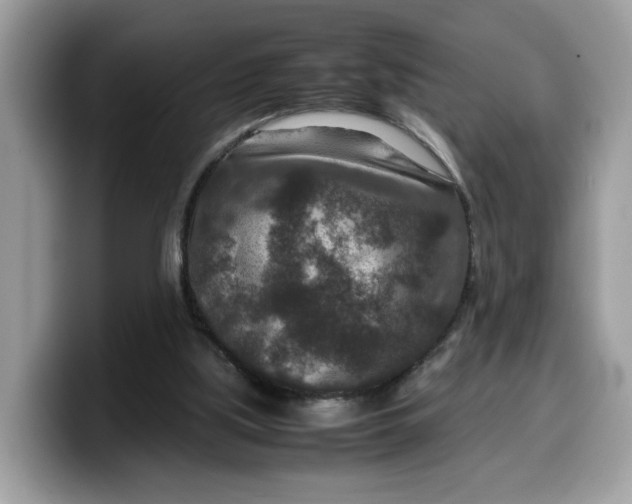 X0000099570059200805301548
