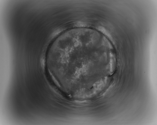 X0000099570063200805301548