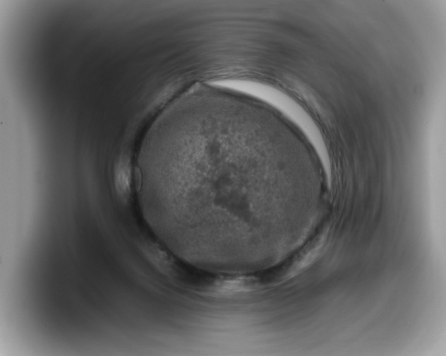 X0000099570072200805301548