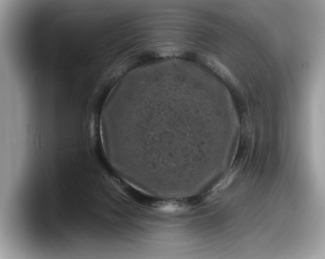 X0000099570074200805301549