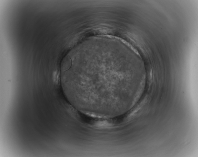 X0000099570177200805301547