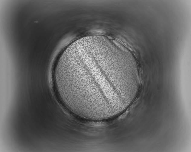 X0000099570245200805301546