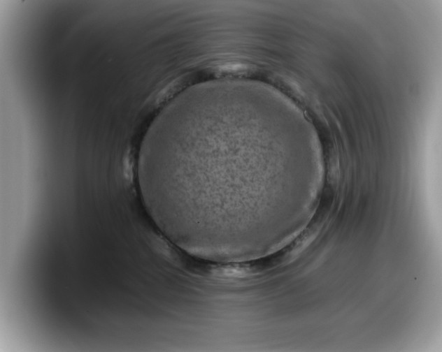 X0000099570282200805301546