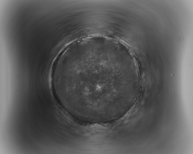 X0000099570290200805301546