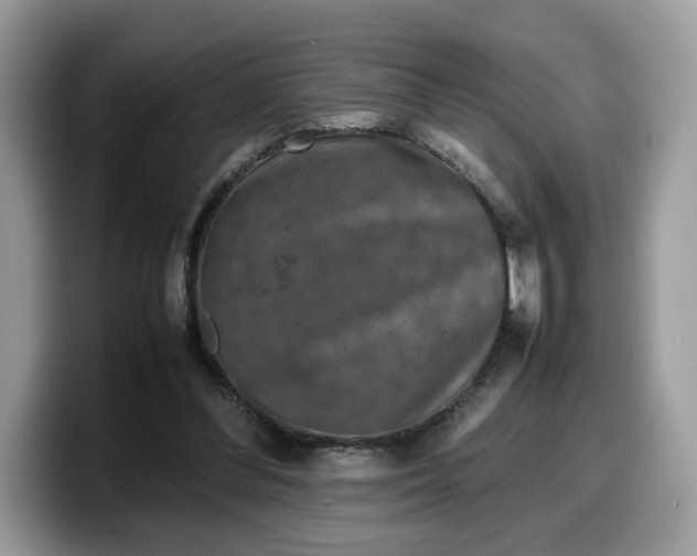 X0000099570300200805301546
