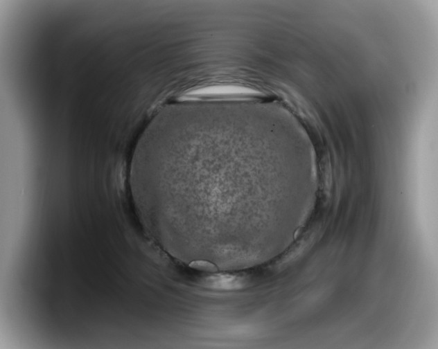 X0000099570326200805301545