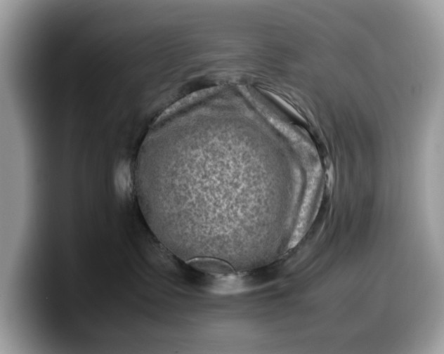 X0000099570335200805301545